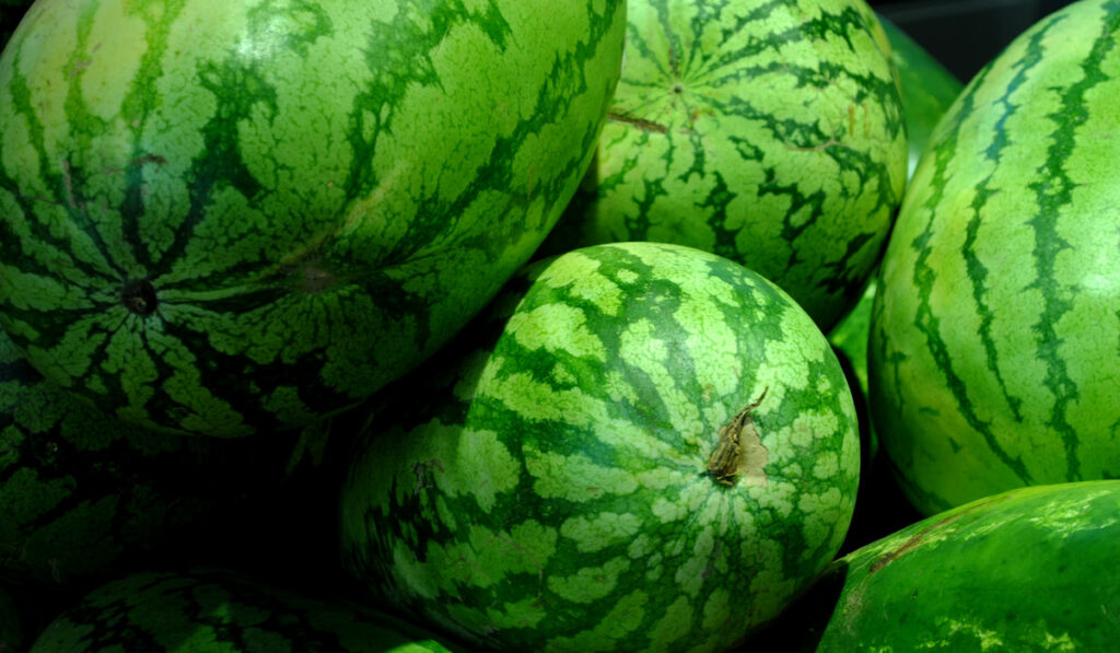 fresh watermelon on display