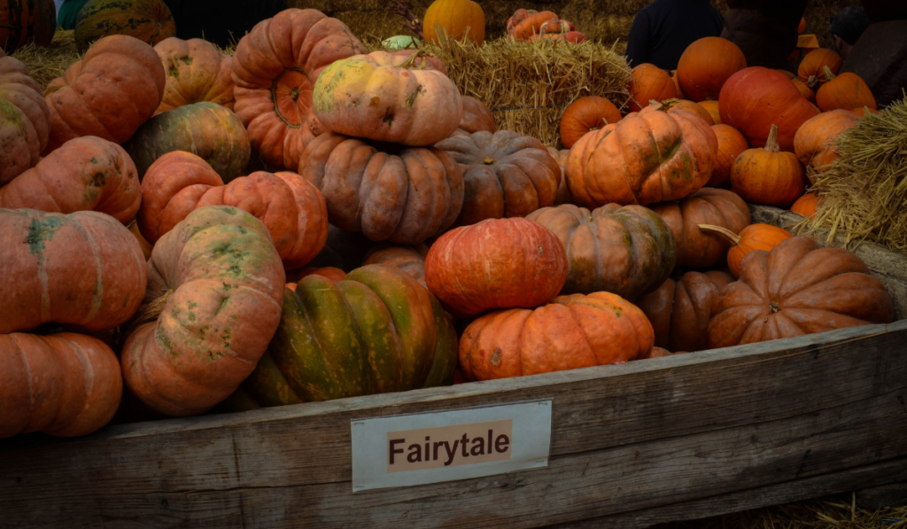 Fairytale pumpkins in a bin on a farm
