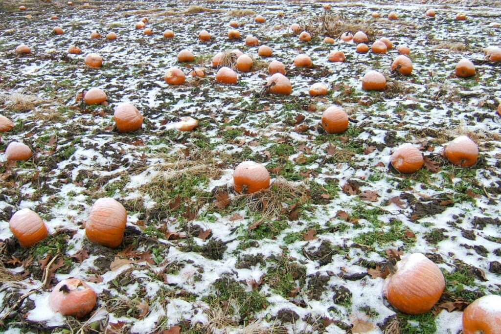 Pumpkins covered with snow in the field