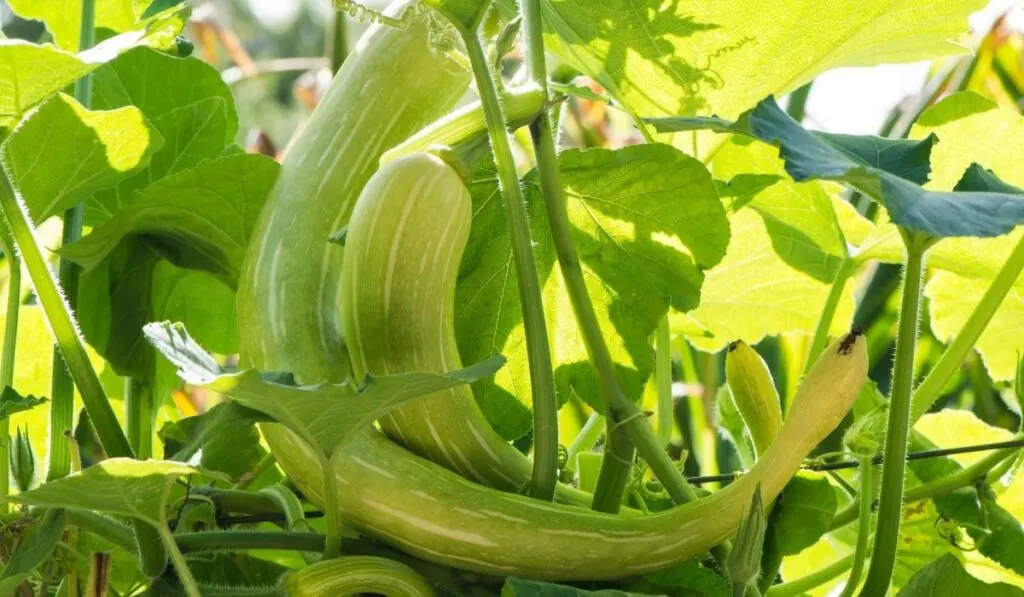 Tromboncino Zucchini