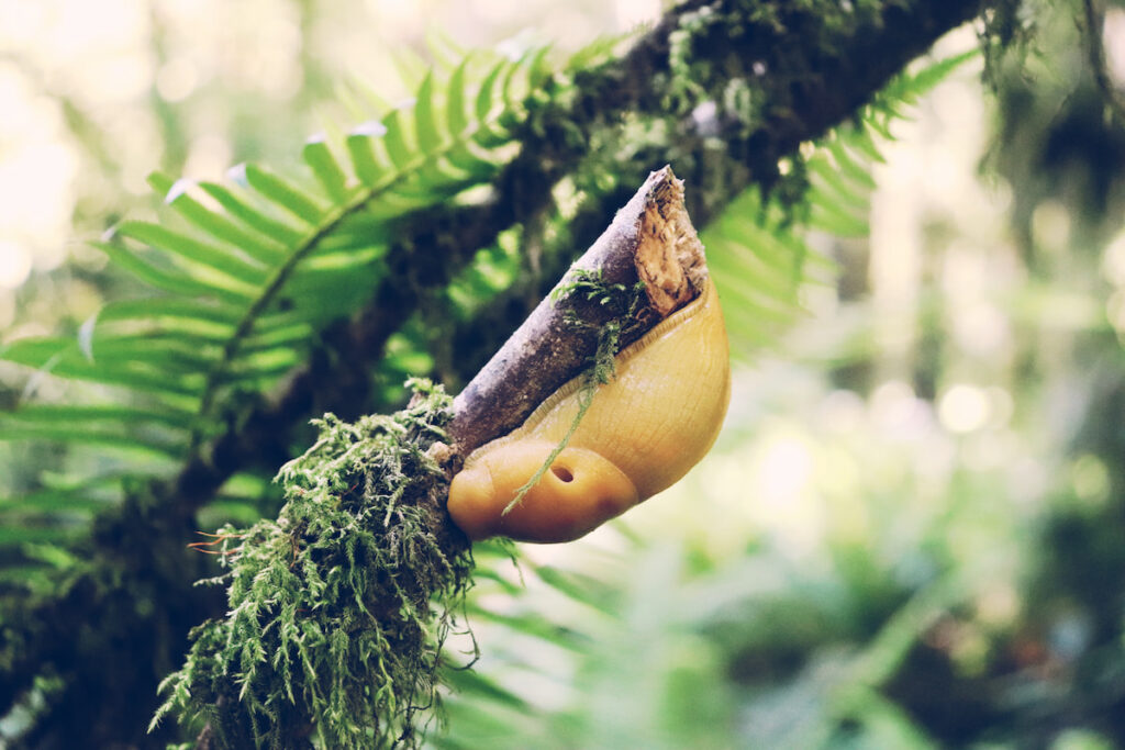 a banana slug crawling on a tree branch
