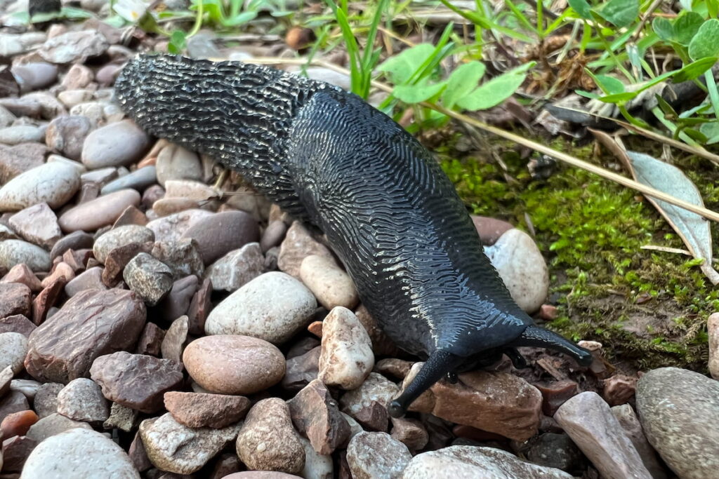 a black slug crawling on stones 