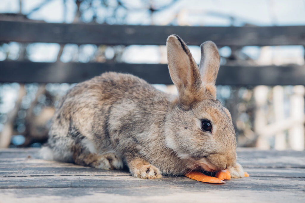 a brown black rabbit eating a piece of carrots on a wooden board