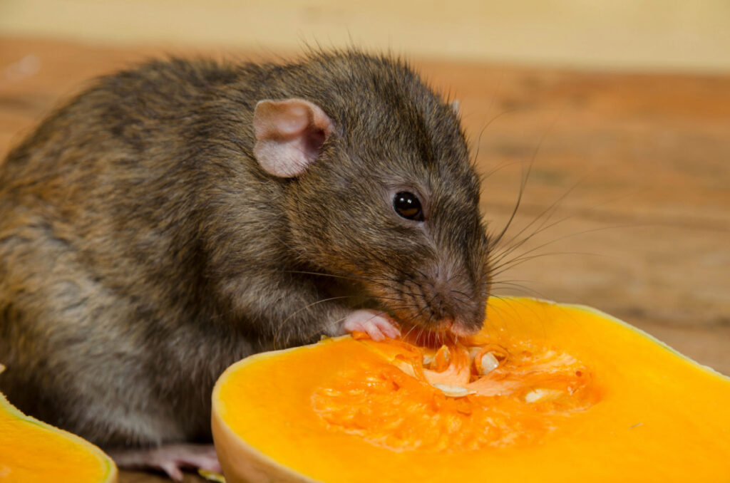 a dark brown rat smelling and about to eat a pumpkin