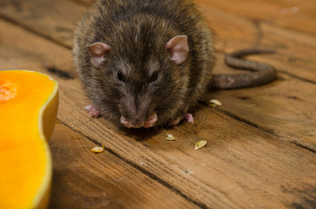 a rat eating pumpkin seeds near a half sliced pumpkin on wooden floor 