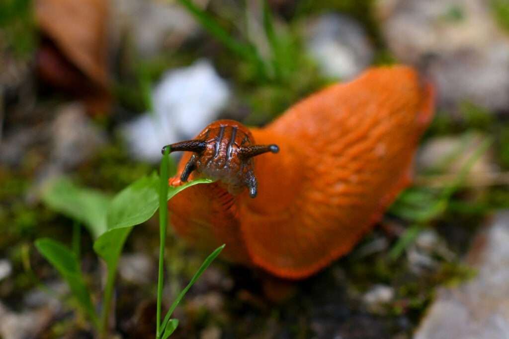 a red slug eating peas