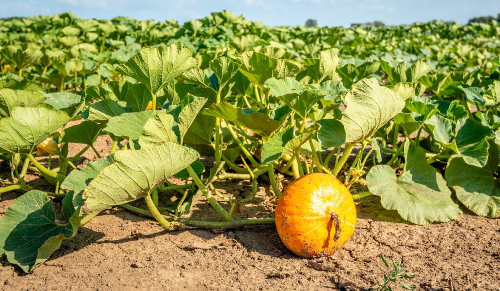 a single pumpkin on a pumpkin field