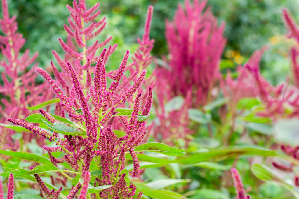 amaranth flower plant blooming beautifully in the field