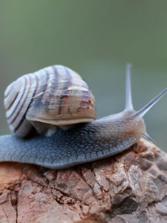 a shelled slug resting on a chopped tree trunk