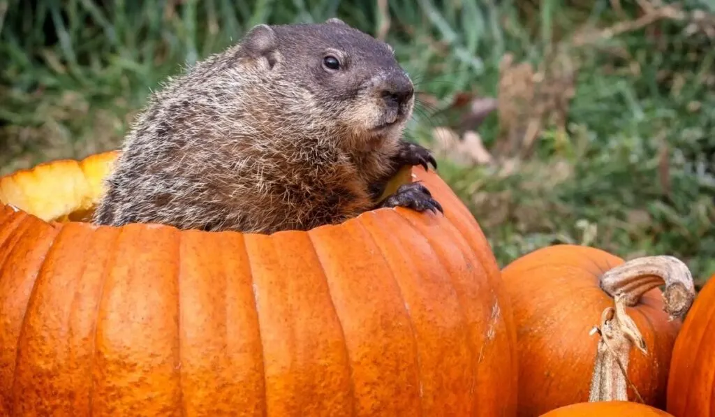 Do Groundhogs Eat Pumpkins? - Crate and Basket
