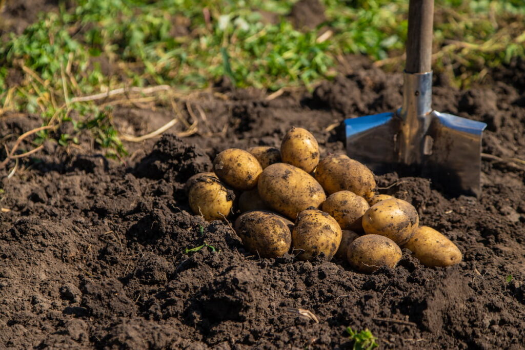 newly harvested potatoes from the ground