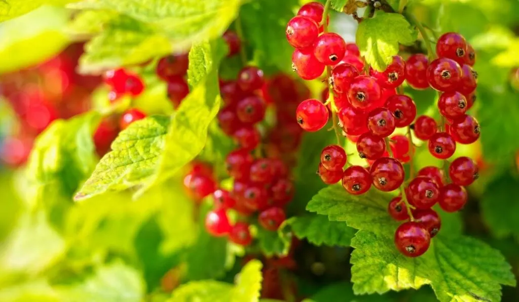 redcurrant photograph on a sunny day