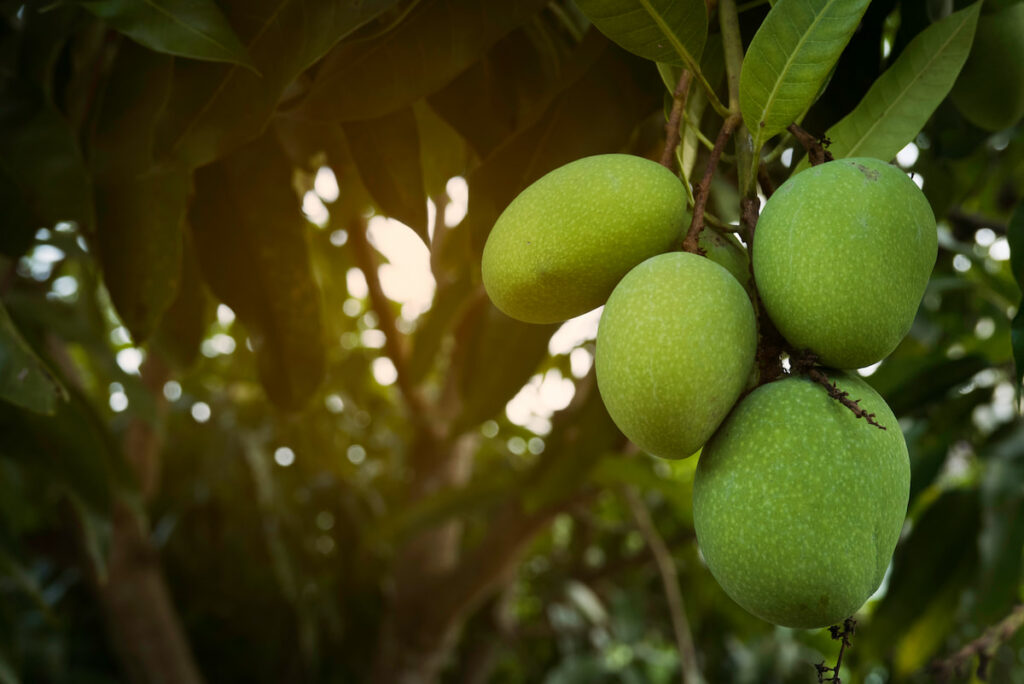 unripe mangoes hanging from a mango tree in the yard