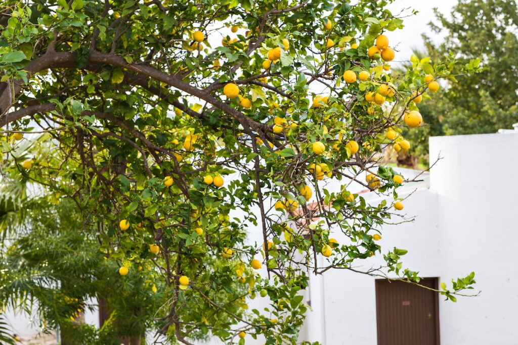 yellow lemon fruits hanging from the lemon tree in the yard 