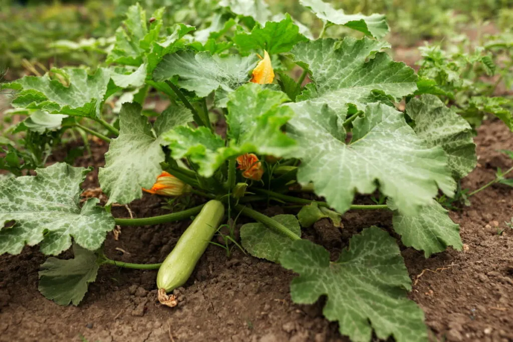 zucchini plant with fruit and flower
