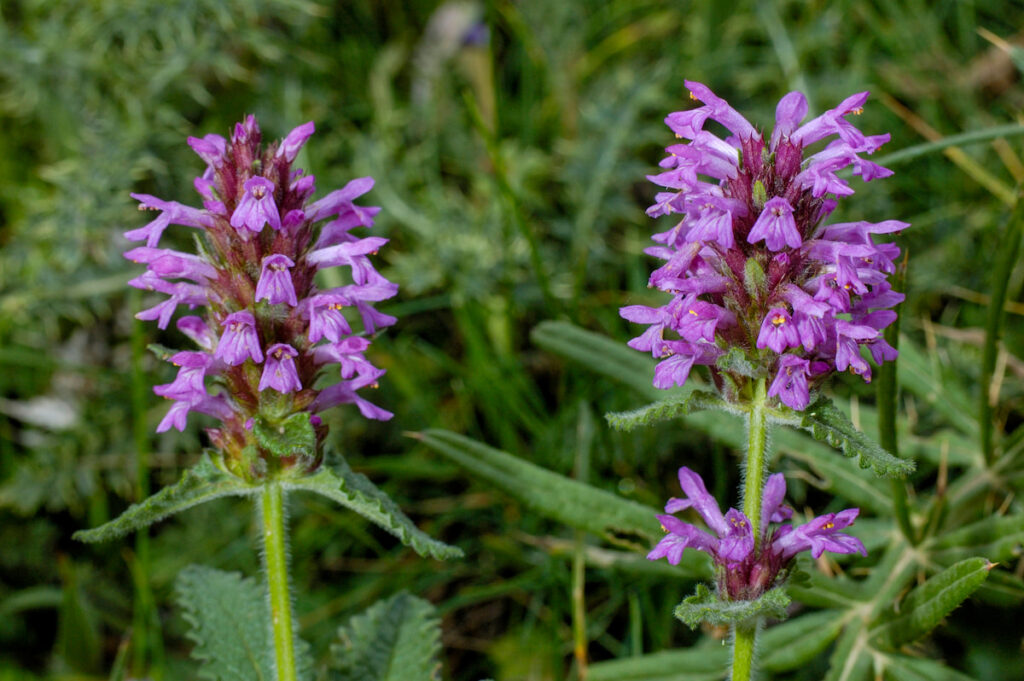 Alpine Betony purple flowers in a field 