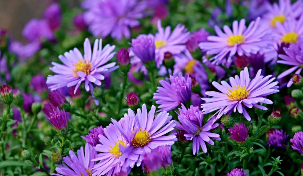 Close-up picture of purple aster 