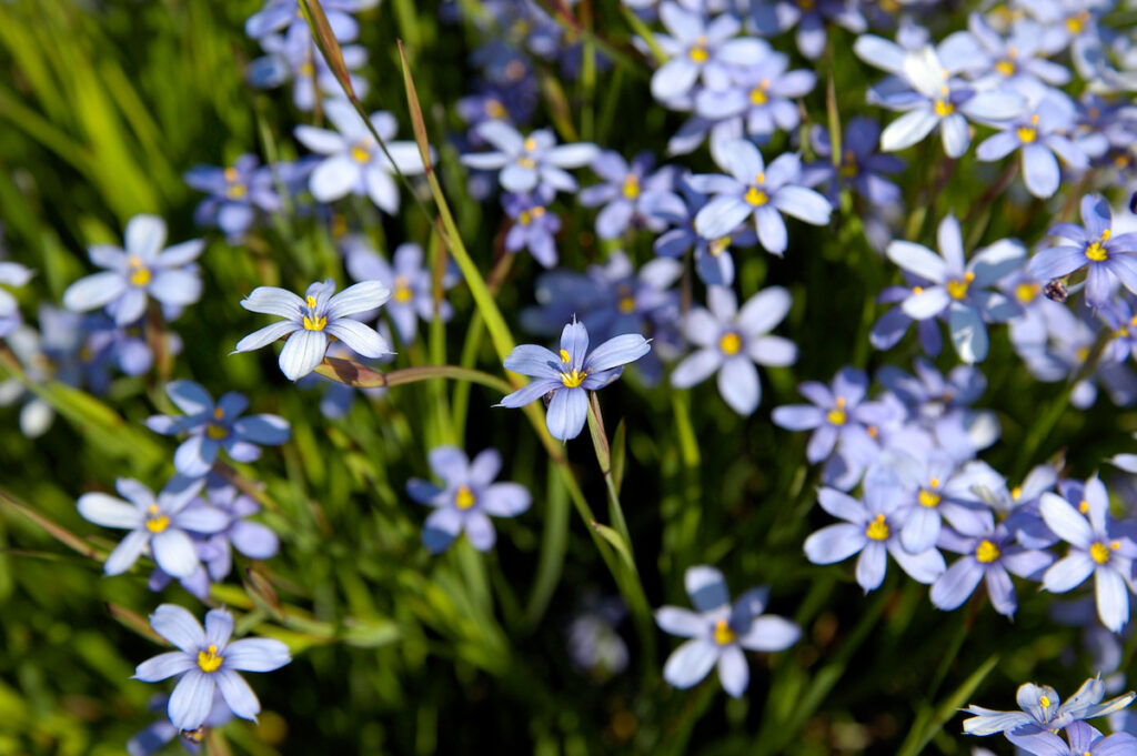 Blue-Eyed Grass blooming on a sunny weather