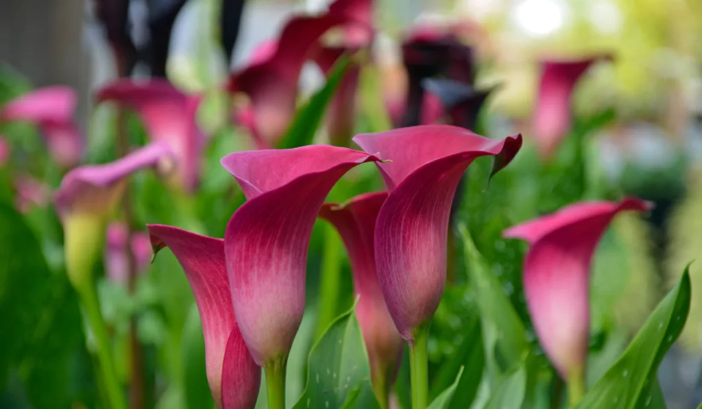 Pink calla lilies in the garden 