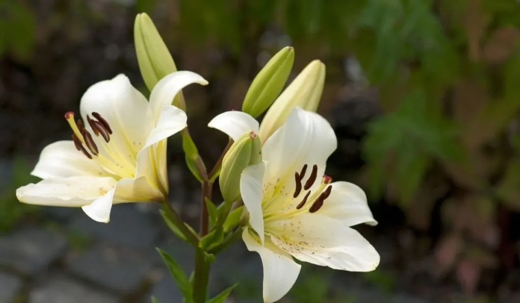 Candidum Hybrid Lilies 