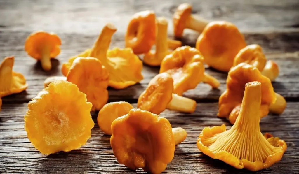 Chanterelle Mushrooms on a wooden table