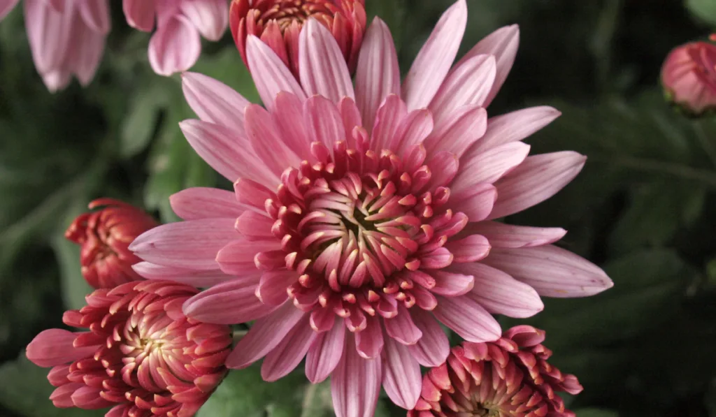 Closeup photo of Chrysanthemum with other flower to full bloom 