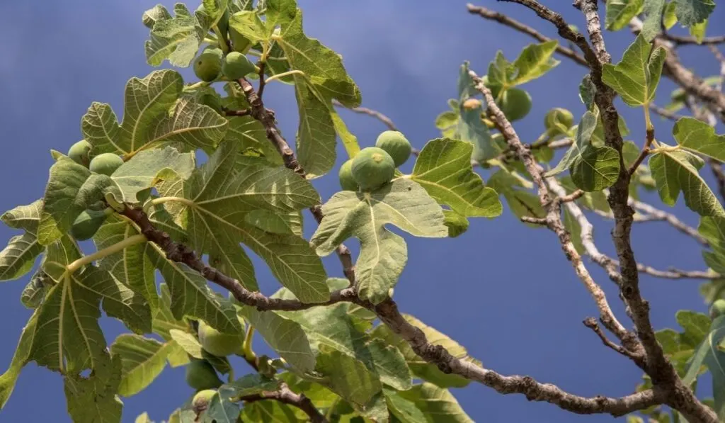 Common Fig tree