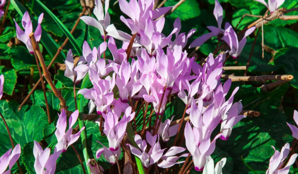 Close-up picture of cyclamens with blurry background