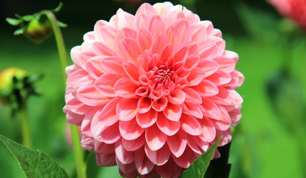 close up photo of pink Dahlia