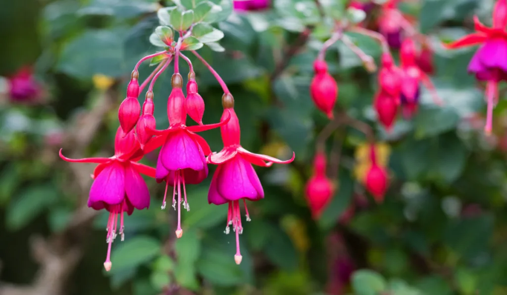 Close-up picture of fuchsias with blurry background