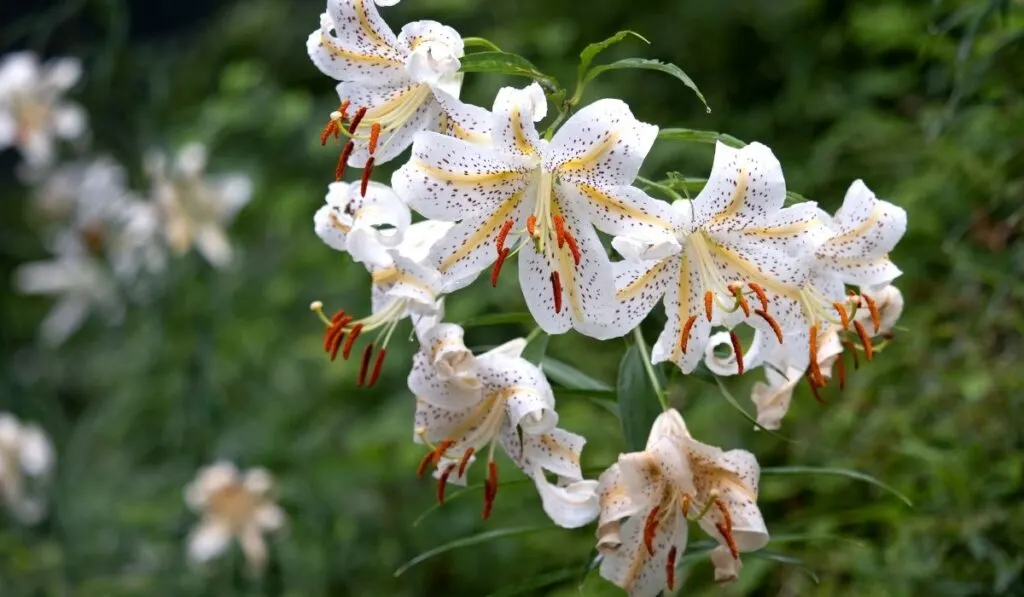 Golden-Rayed Lily