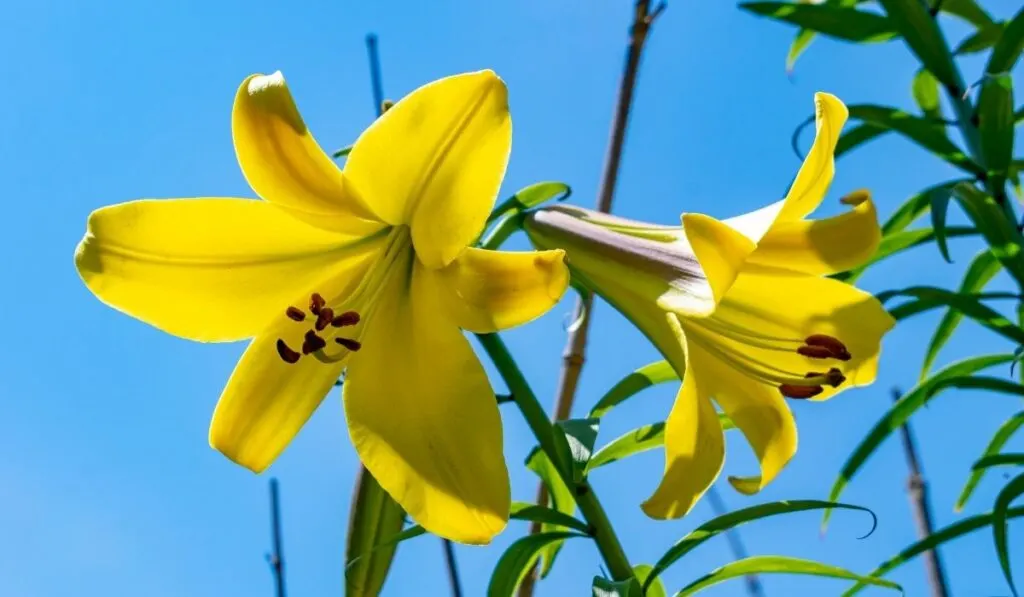 Golden Splendor Lily