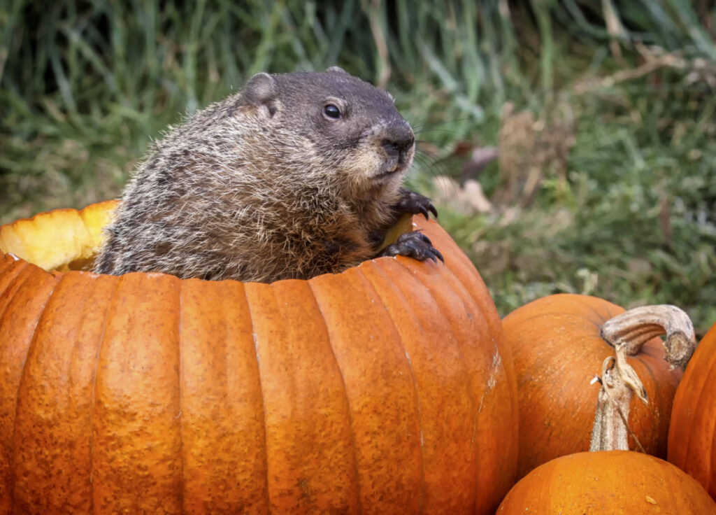 Groundhog inside a pumpkin in the field