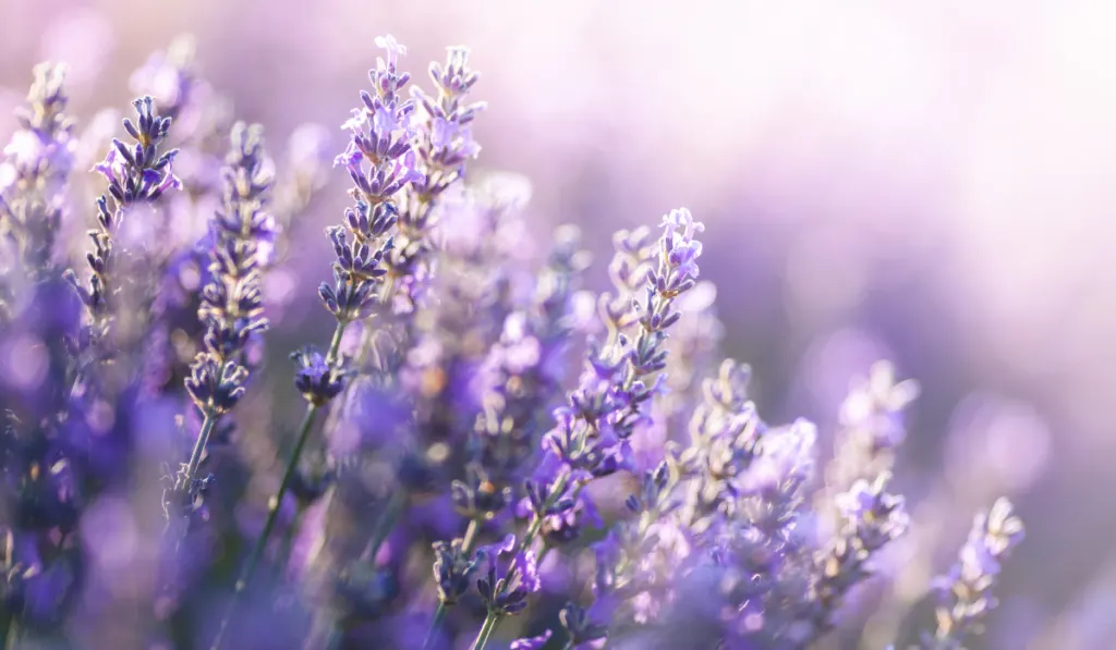 Close-up picture of lavender field with blurry background