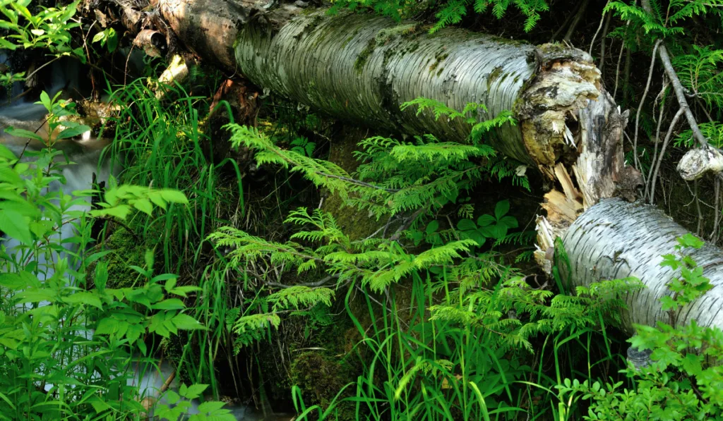 A broken log with ferns
