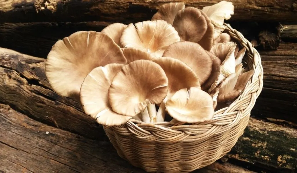 Oyster Mushroom in a basket