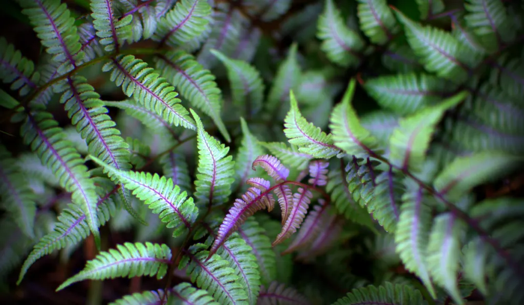 A fern with purple accent