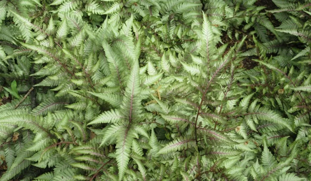 Top view of regal red ferns