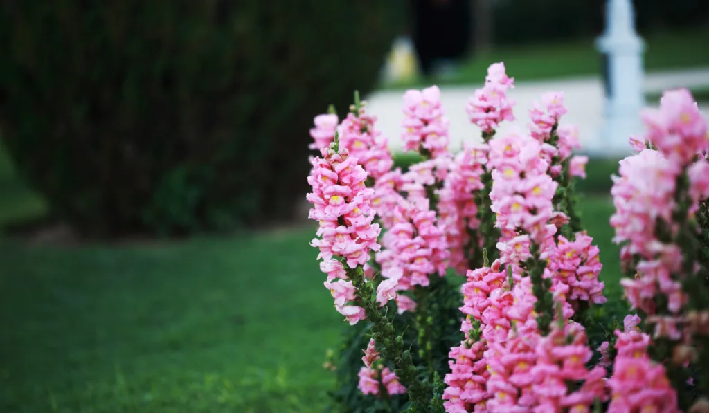 Pink snapdragon in the garden