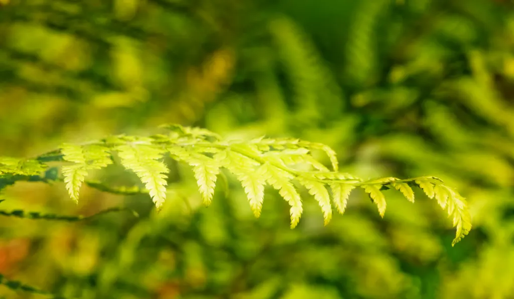 A soft shield fern with blurry background