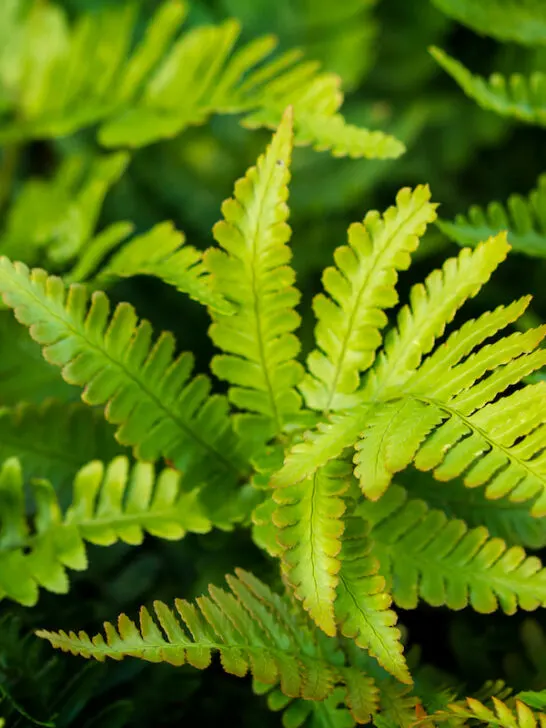 Soft Shield Fern in the yard