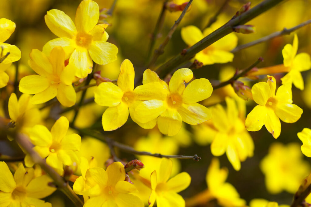 Yellow Winter Jasmine flowers blooming from its plant 