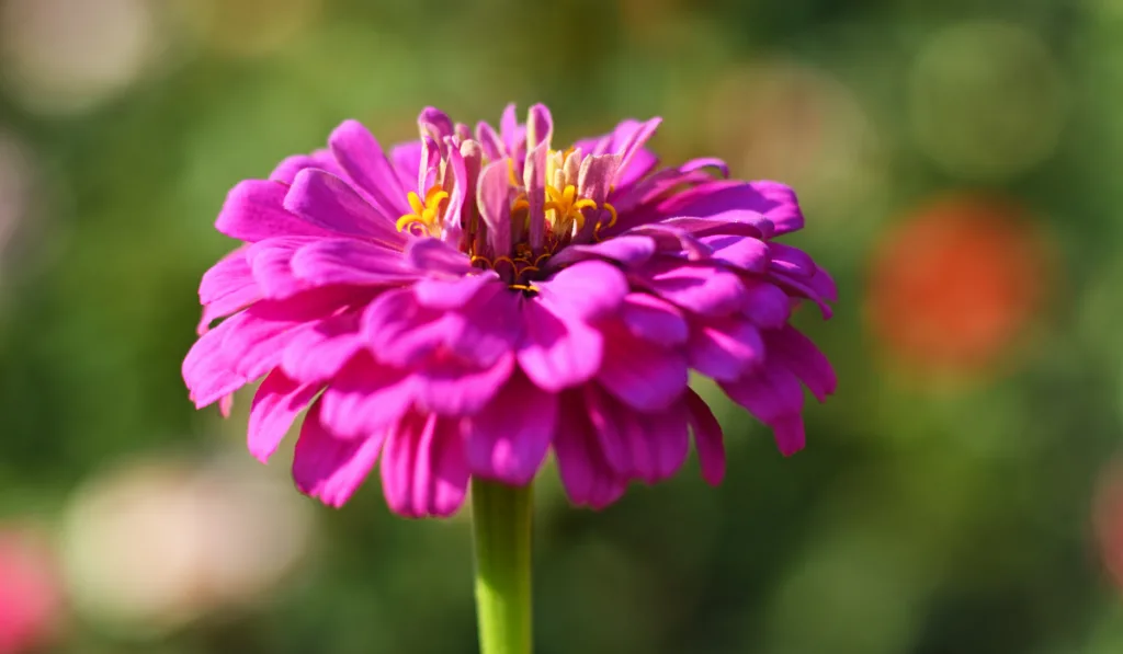 Close up photo of Zinia flower with blurry background