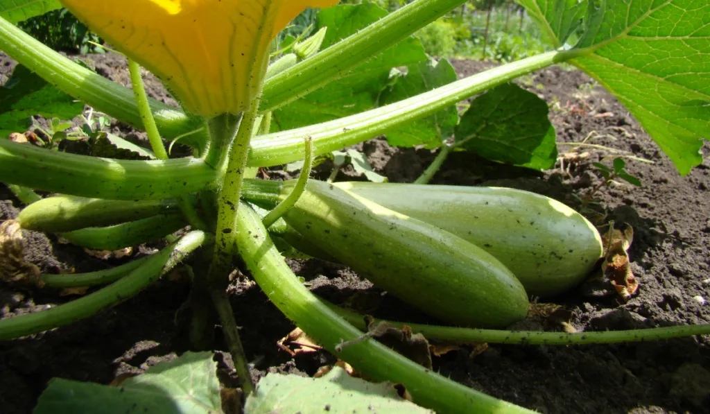 A zucchini plant with its fruit