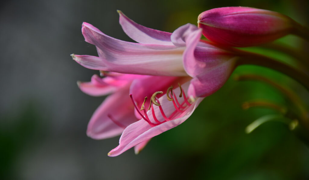 an american lily macro