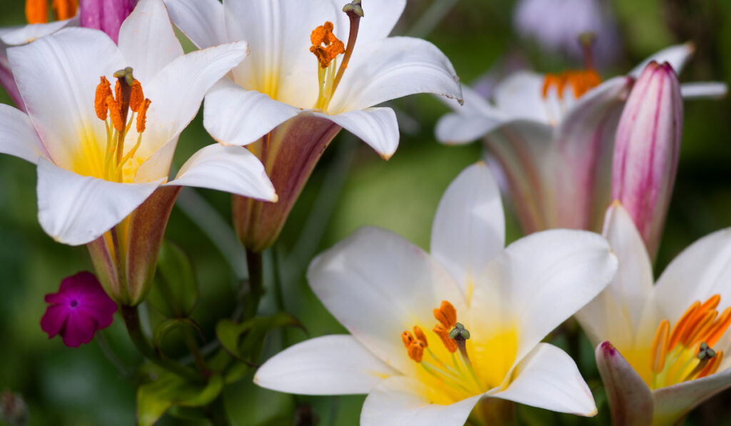beautiful trumpet lilies