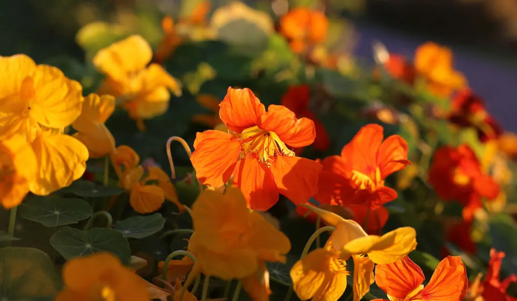 bright orange nasturtium flowers