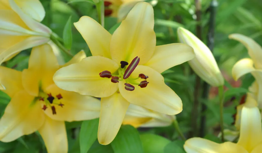 bright orienpet lily