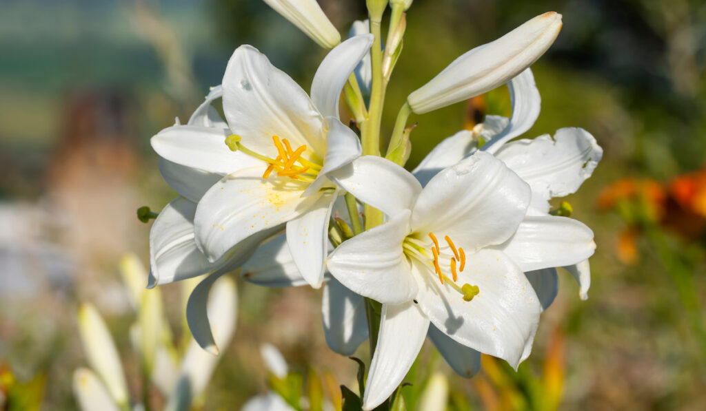 candidum lily in an open field
