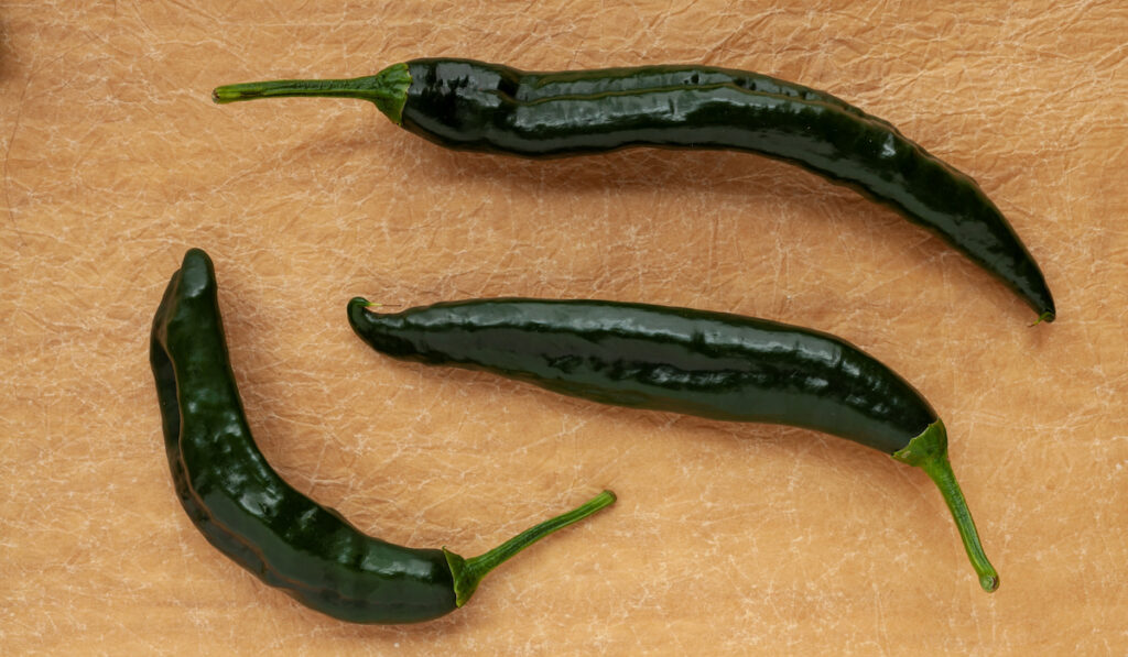 chilaca peppers